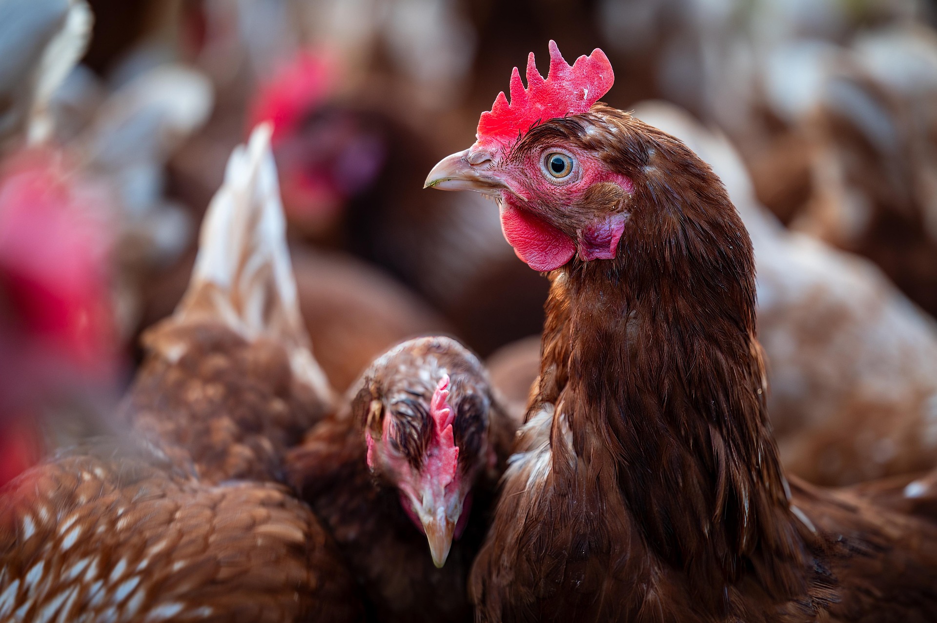 Hygiënecontrole in hatcheries en broederijen